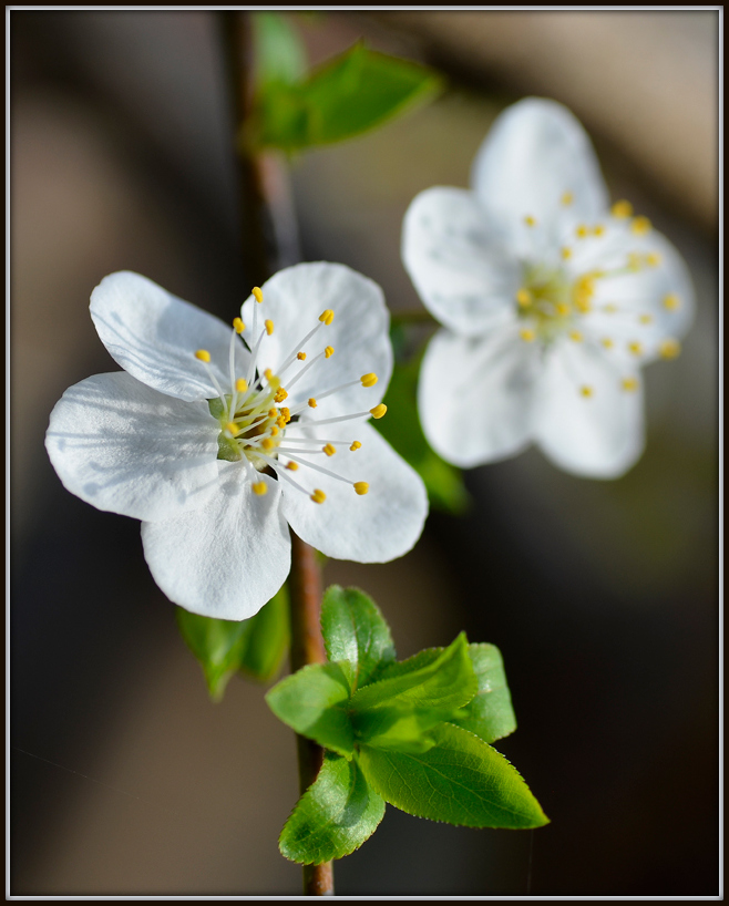 photo "***" tags: macro and close-up, 