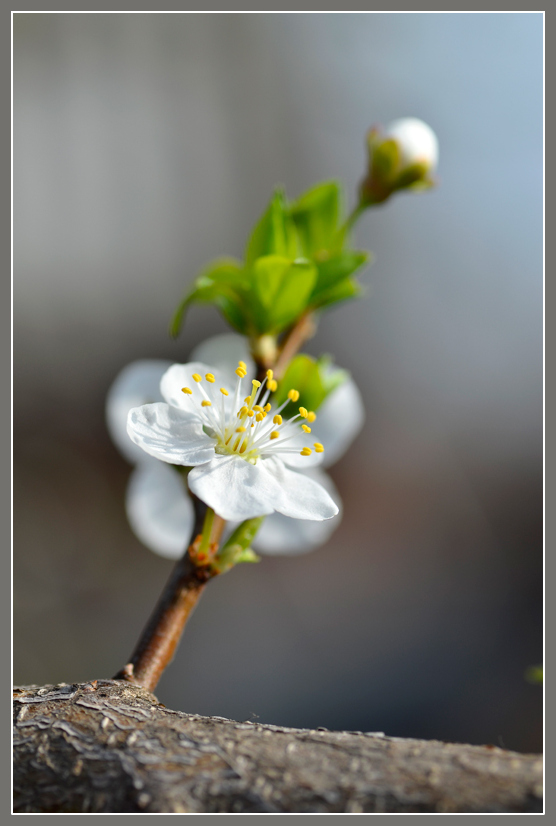 photo "***" tags: macro and close-up, 