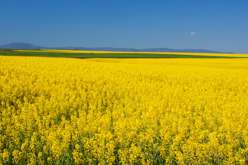 photo "***" tags: landscape, field