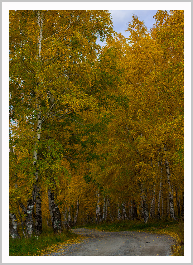 фото "Лесной дорогой к сбору урожая 2012" метки: пейзаж, Красноярский край, деревья, лес, лесная дорога