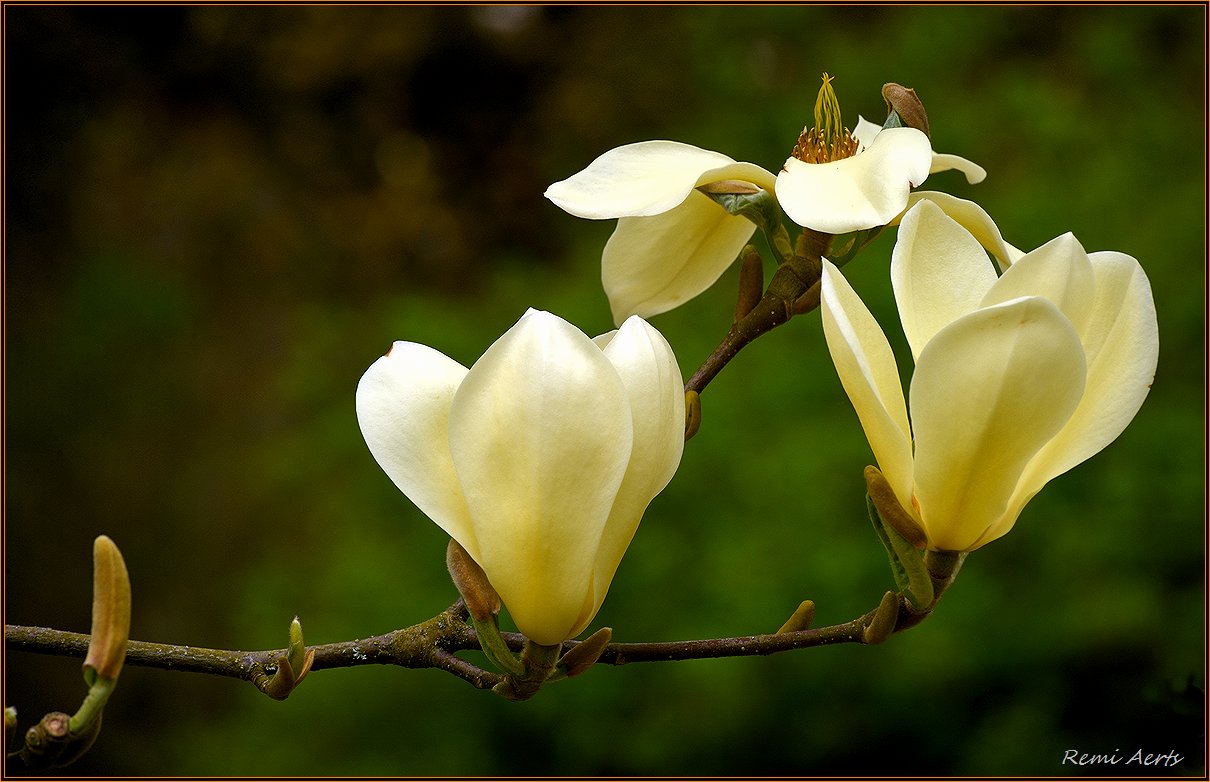 photo "***" tags: nature, macro and close-up, fragment, spring