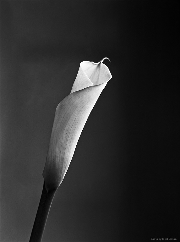 photo "... an ordinary flower" tags: black&white, large format 13x18