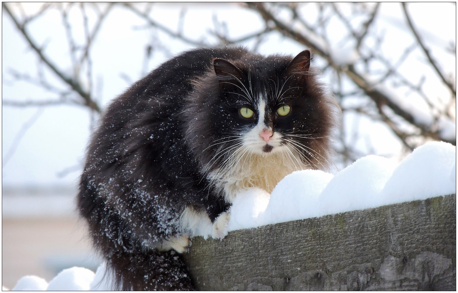 photo "Neighbor" tags: reporting, nature, street, pets/farm animals, winter, кошки