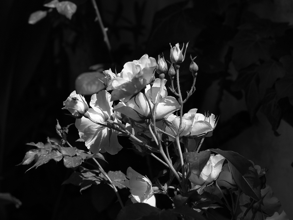 photo "***" tags: black&white, 