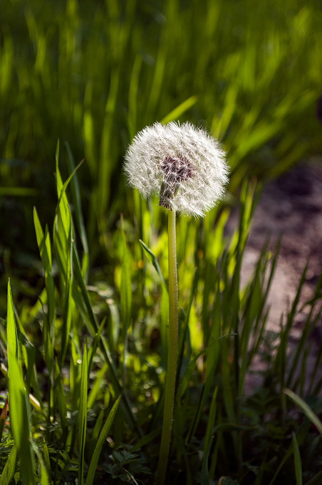 photo "***" tags: nature, grass, одуванчик