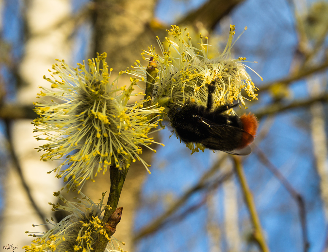 photo "***" tags: macro and close-up, insect, spring