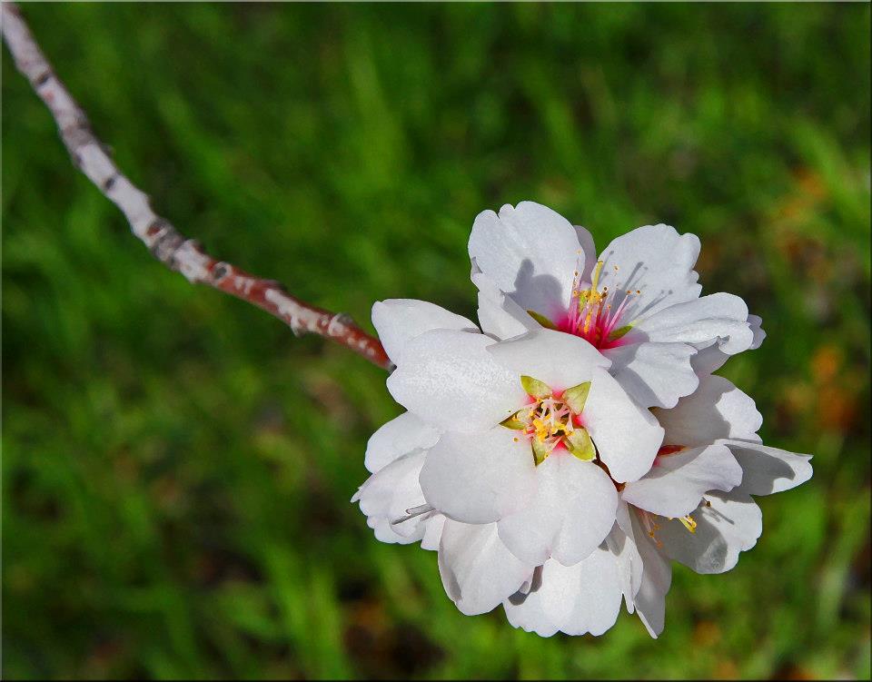 photo "***" tags: nature, macro and close-up, 