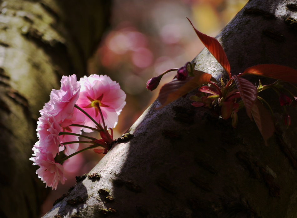 photo "Pink Blossom" tags: nature, blossom, spring