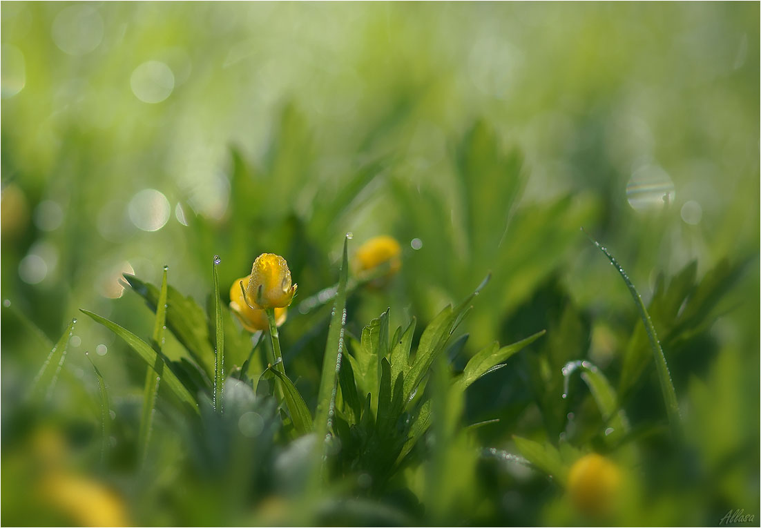 photo "***" tags: nature, macro and close-up, 