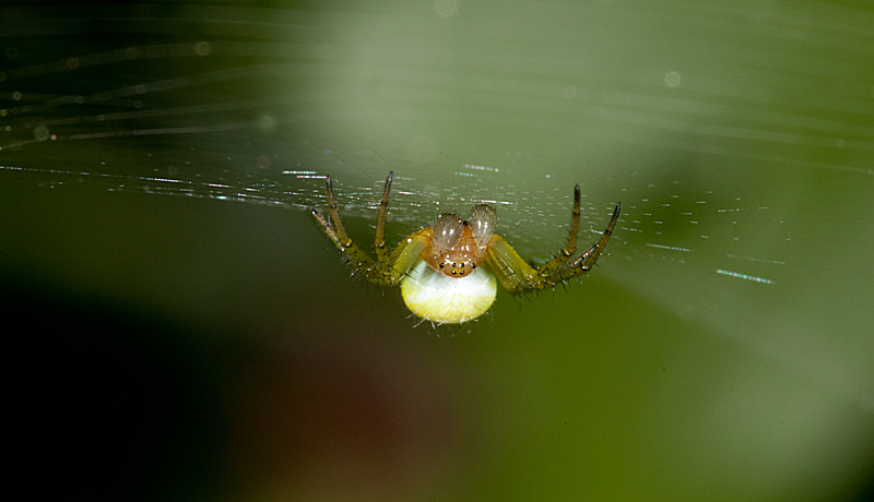 фото "Araniella cucurbitina" метки: природа, макро и крупный план, 