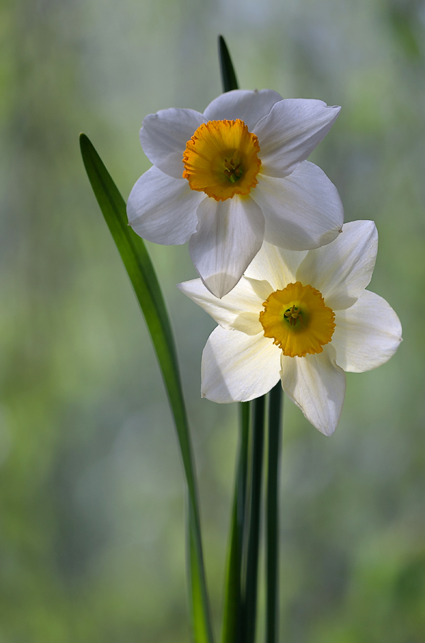 photo "***" tags: nature, flowers, spring, sun, цветок