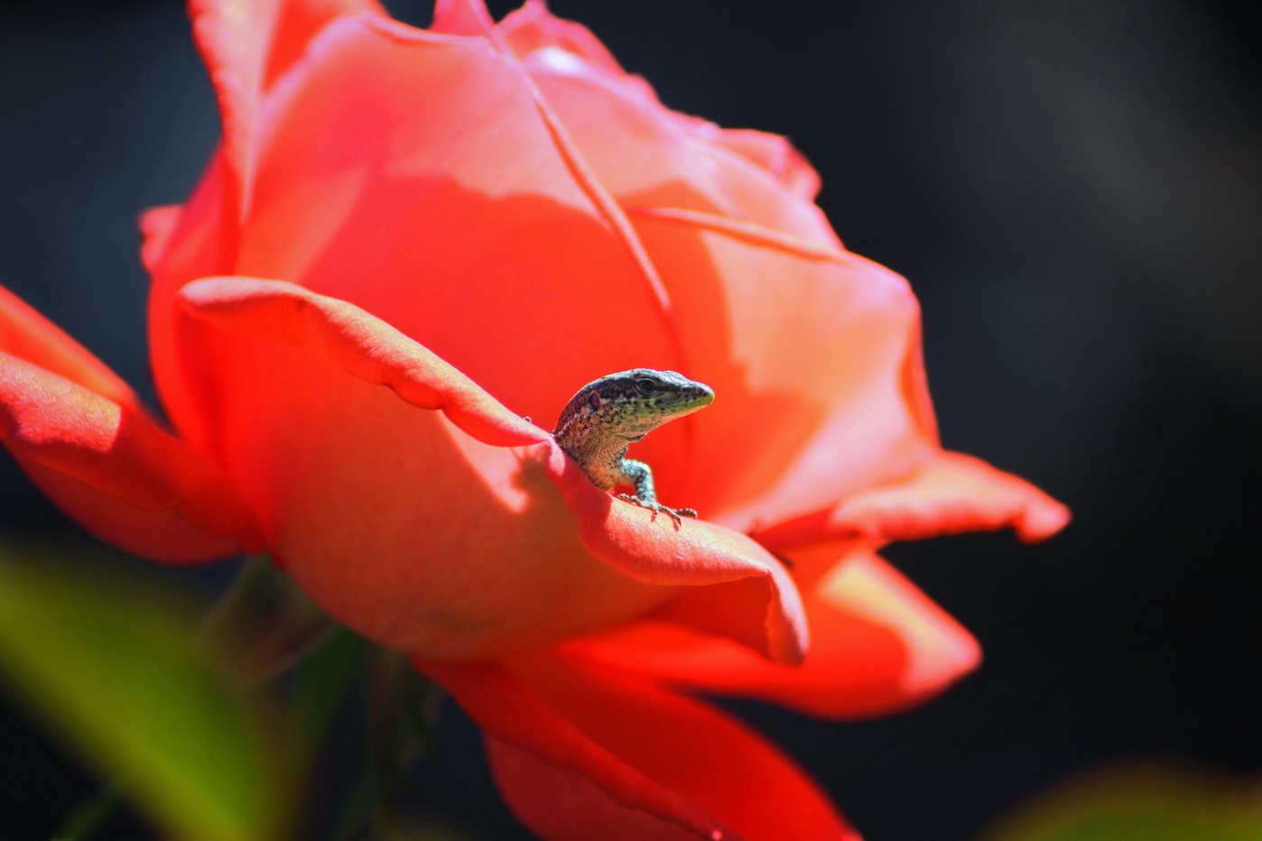 photo "***" tags: nature, macro and close-up, 