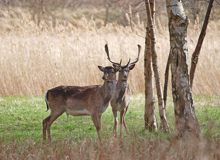 photo "Peaceful Pair" tags: nature, portrait, reporting, 