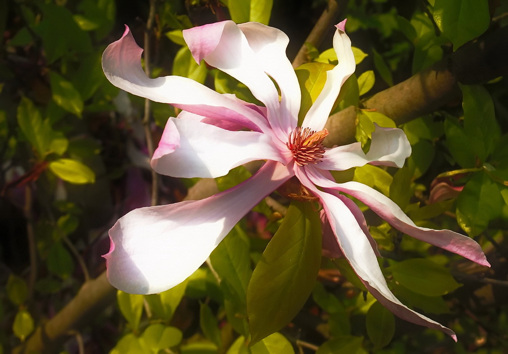 photo "***" tags: macro and close-up, nature, flowers