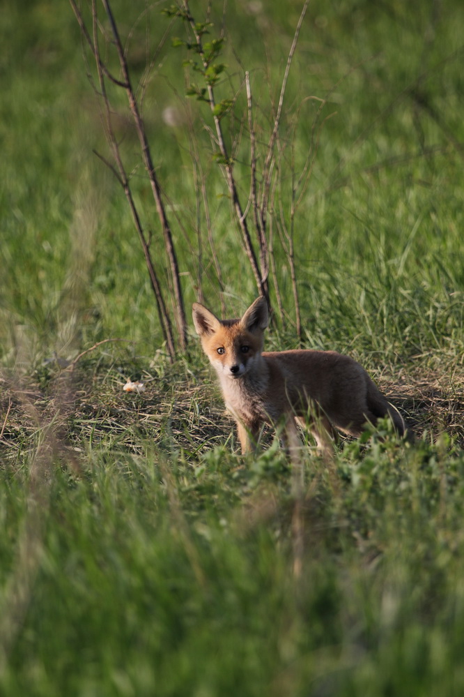 photo "***" tags: nature, 