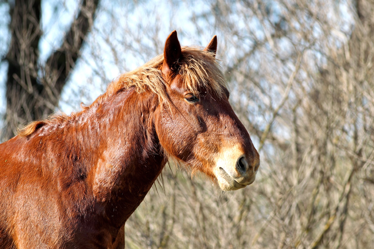 photo "***" tags: nature, wild animals