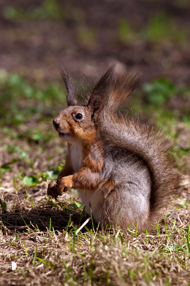 photo "***" tags: nature, squirrel