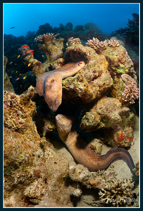 photo "Declaration of Love" tags: underwater, 