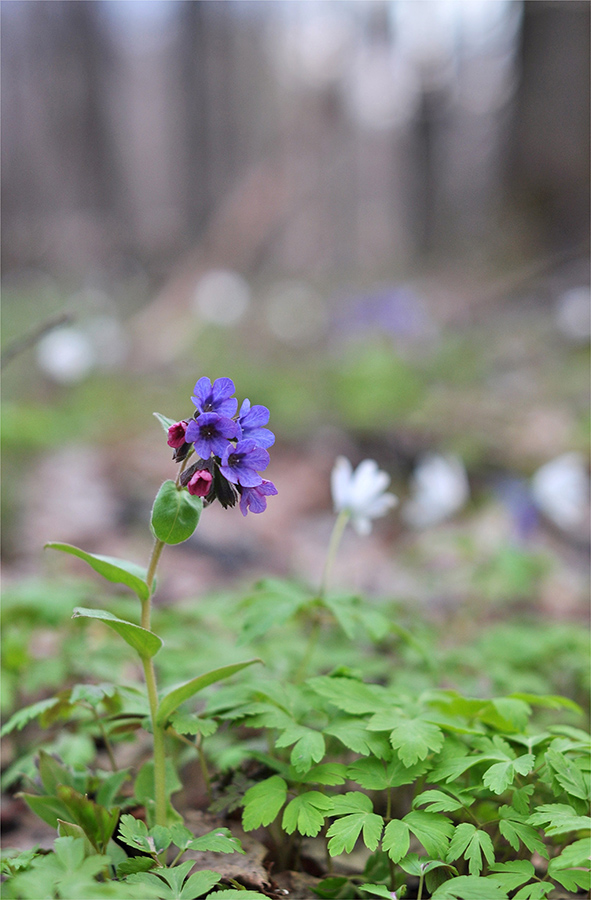 photo "***" tags: nature, macro and close-up, 