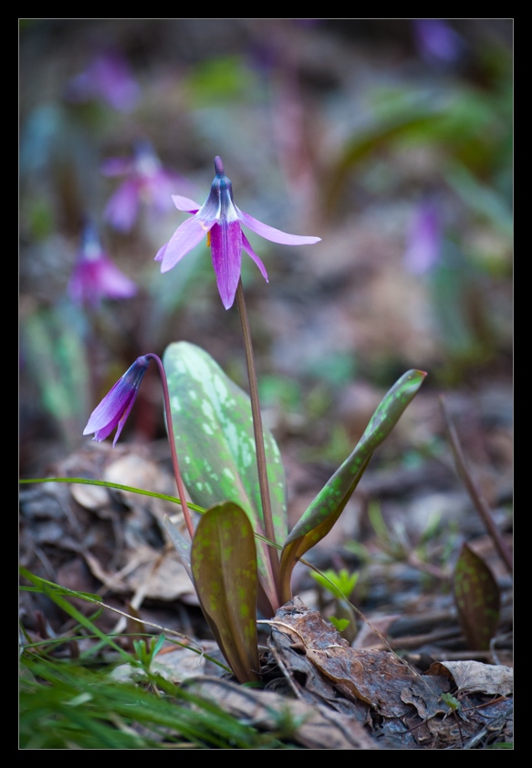 photo "First flowers" tags: nature, flowers