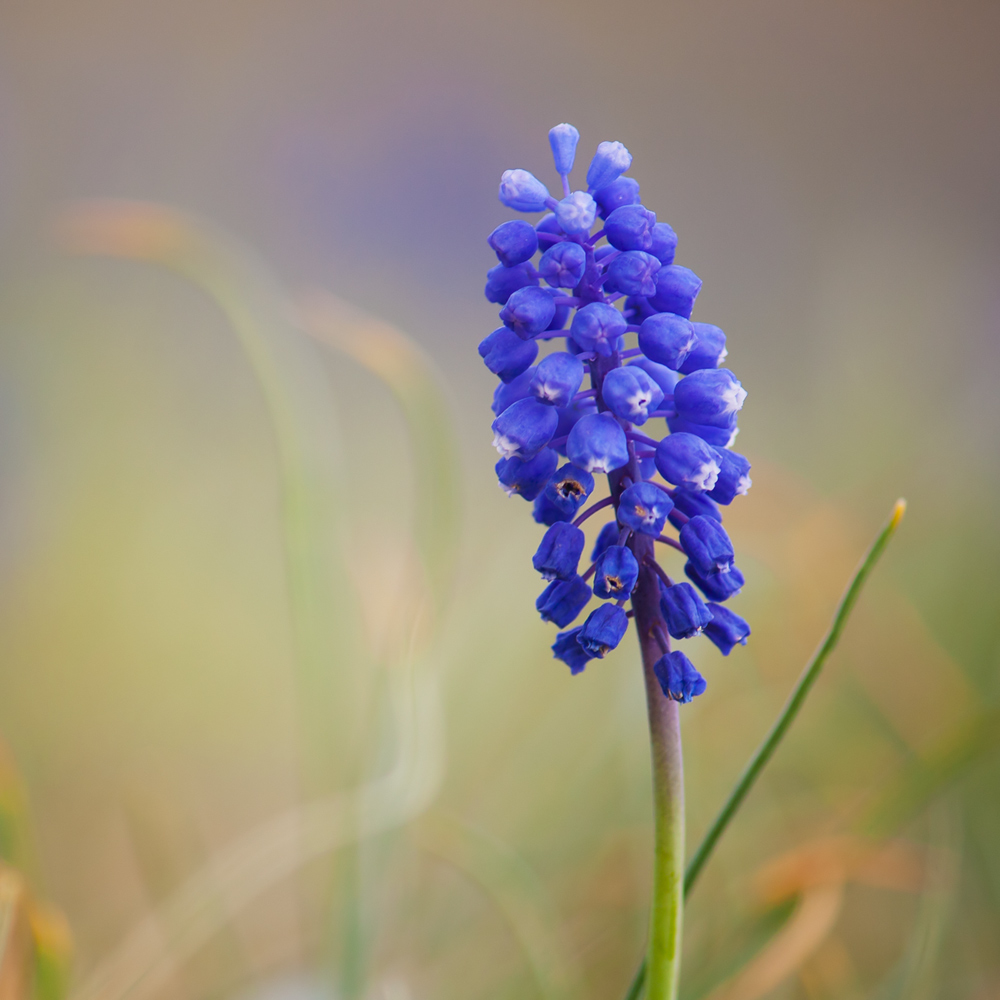 photo "***" tags: macro and close-up, flowers