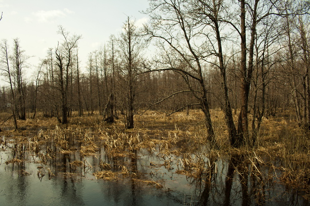 photo "Водяной" tags: landscape, 