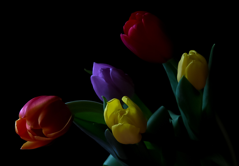 photo "tulips" tags: macro and close-up, flowers