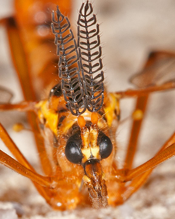 photo "***" tags: nature, macro and close-up, 