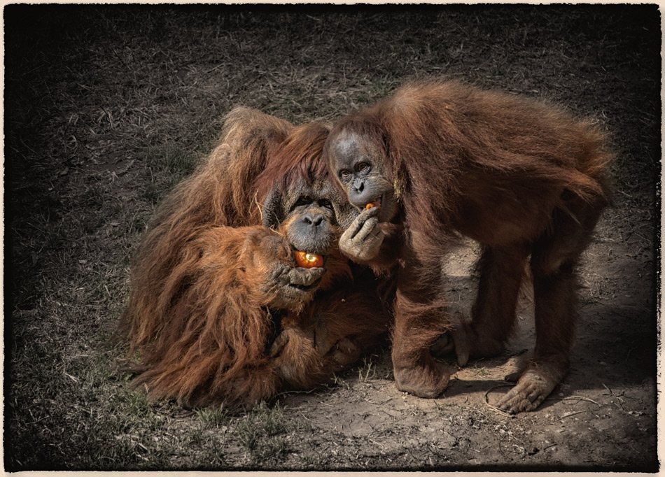 фото "Идиллия или семейный портрет" метки: портрет, разное, юмор, Idyll or a family portrait