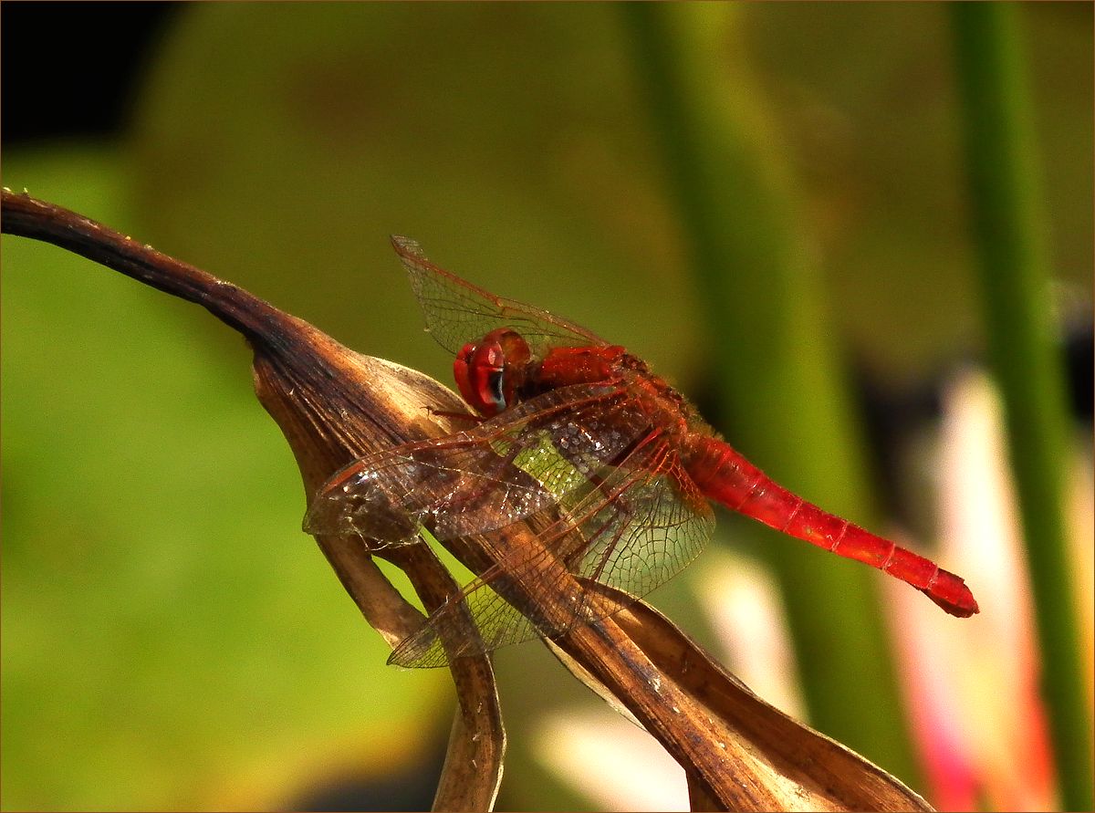 фото "Оглянуться не успела..." метки: макро и крупный план, природа, dragonfly, стрекоза