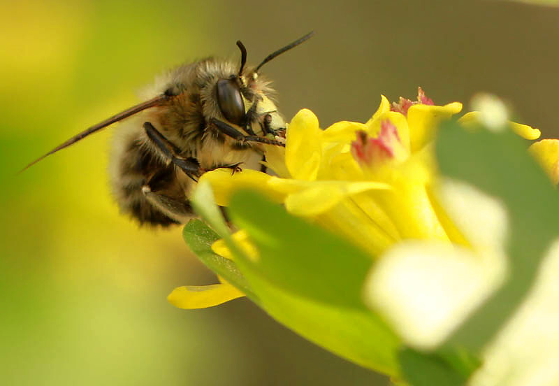 photo "***" tags: macro and close-up, 