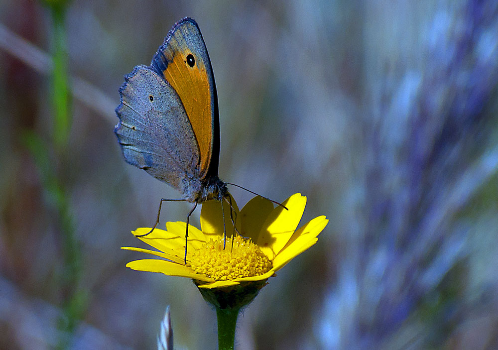 photo "Summer Time" tags: nature, macro and close-up, misc., Europe, insect, portugal, river Tagus, river Tejo