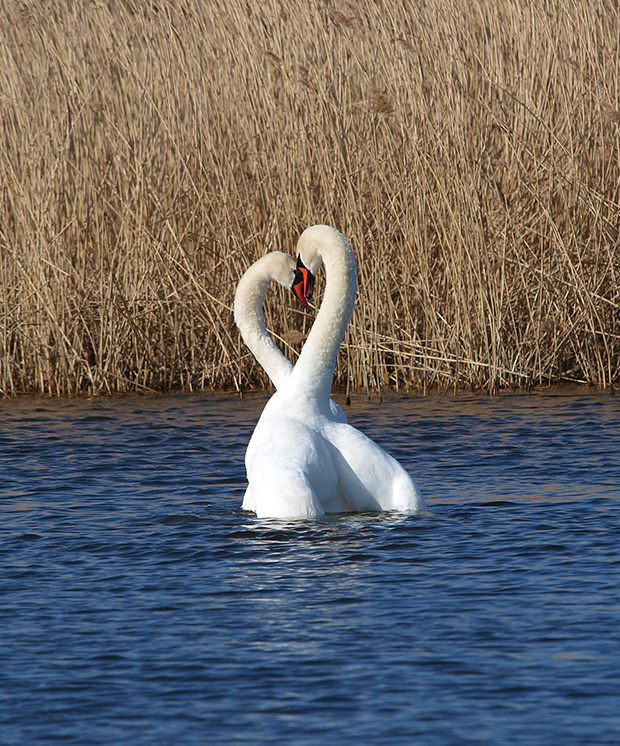 photo "In Love" tags: nature, portrait, reporting, Swans ceremonial posing after