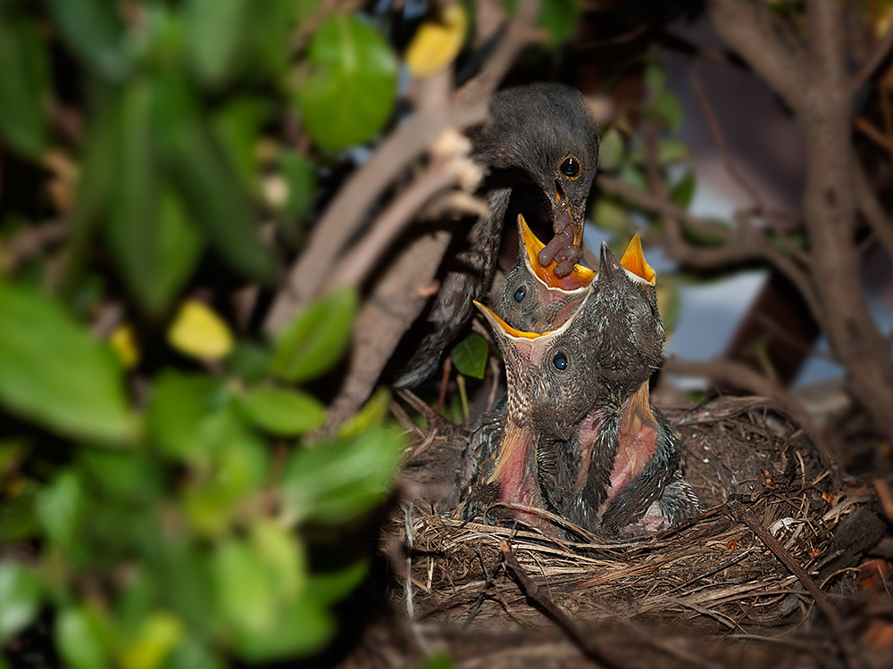 фото "Dinner time..." метки: природа, 