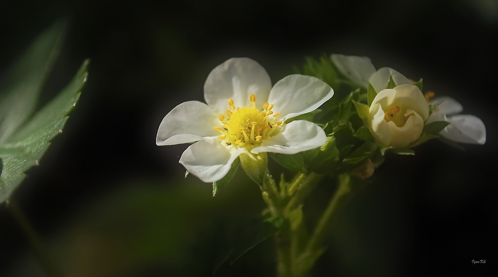 photo "***" tags: macro and close-up, 