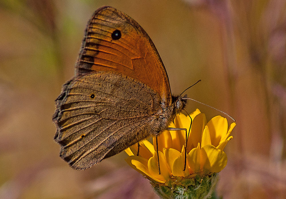 photo "Creatures" tags: macro and close-up, nature, Tejo, animals, flowers, insect, portugal