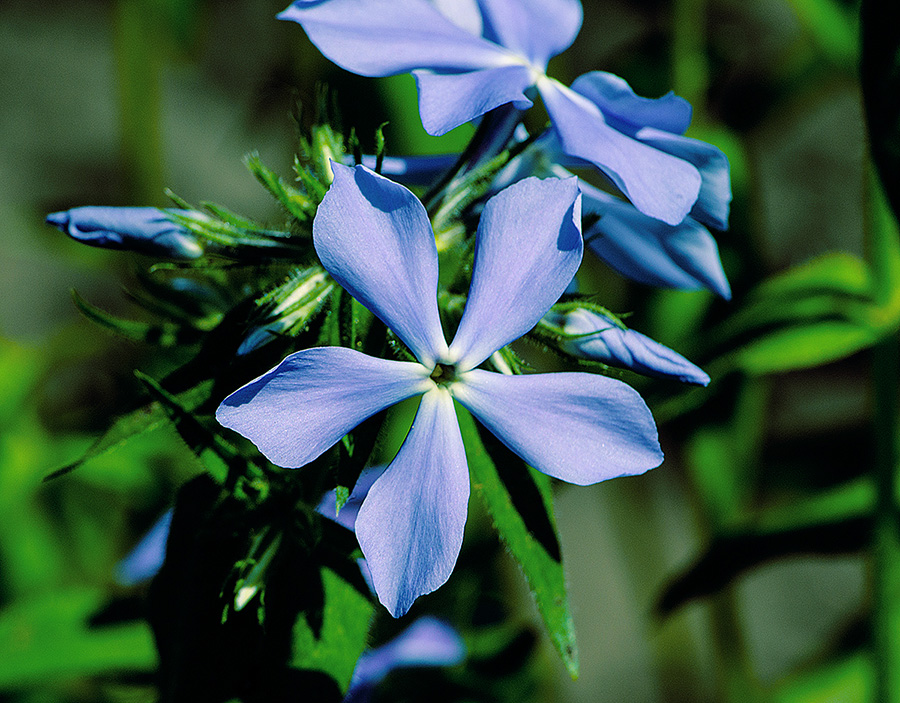 photo "***" tags: macro and close-up, flowers, spring