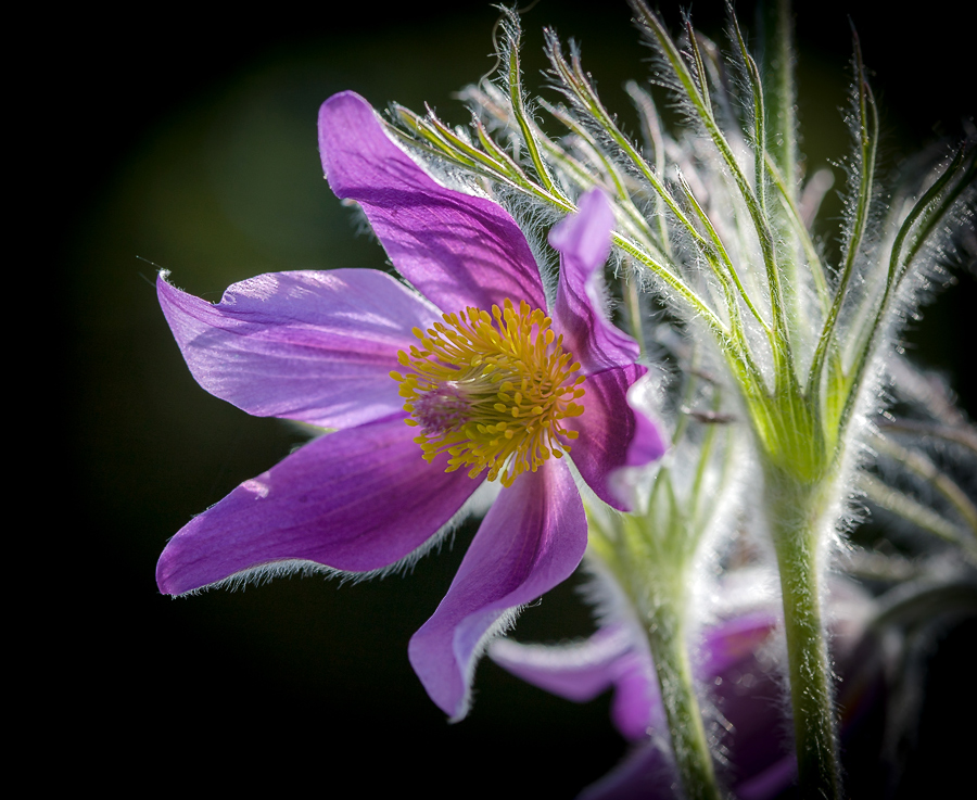 photo "***" tags: macro and close-up, nature, flowers, light, spring, sun, первоцветы, цветок