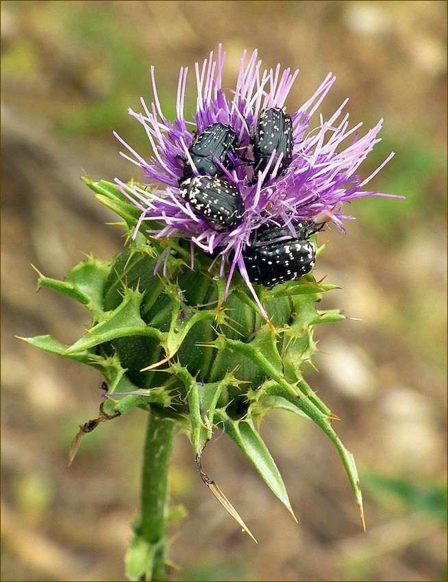 фото "Компанейские ребята." метки: макро и крупный план, природа, beetles, thistle, жуки, чертополох