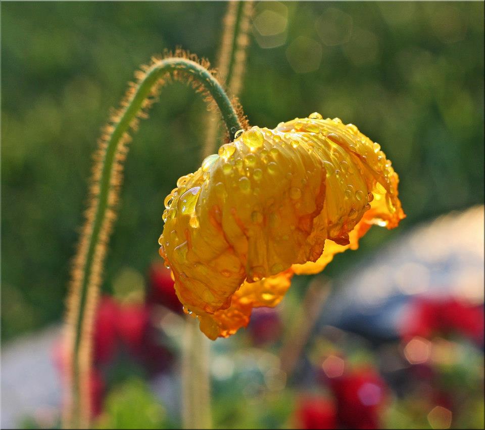 photo "Heavy Weight" tags: nature, macro and close-up, 