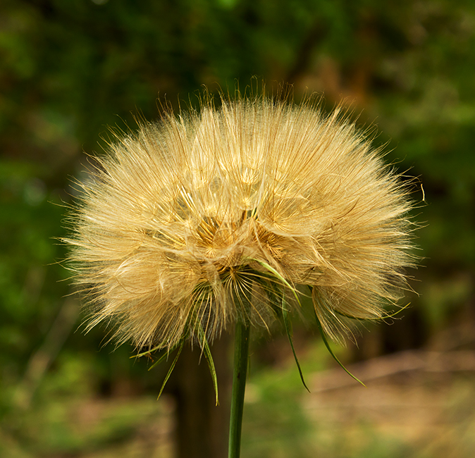 photo "***" tags: nature, macro and close-up, Ukraine, Запорожье