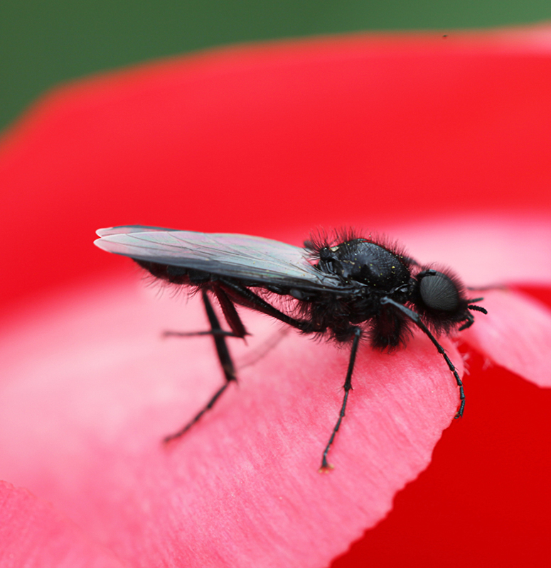 photo "***" tags: macro and close-up, 