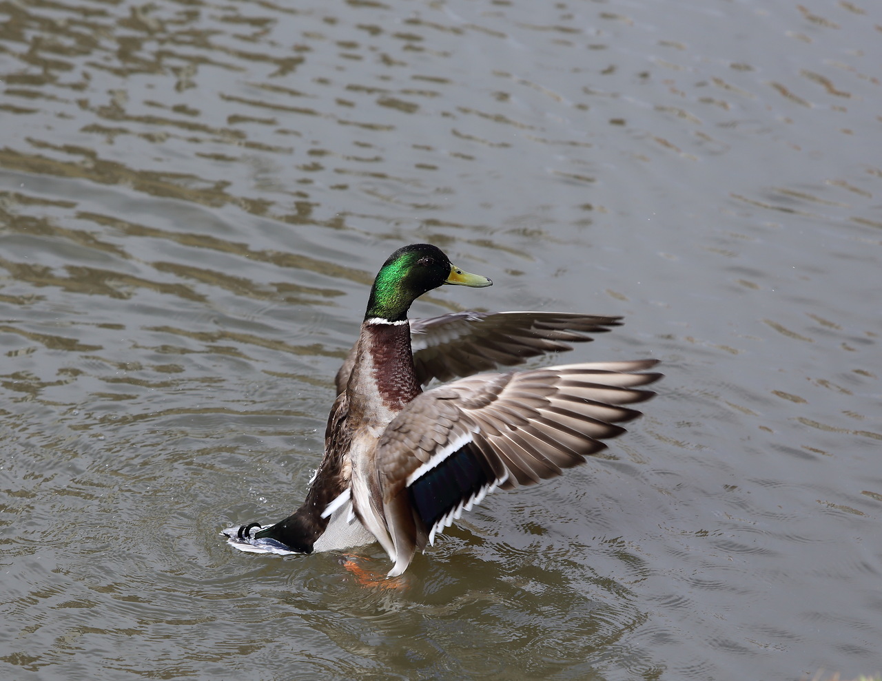 photo "***" tags: nature, bird, селезень, утка