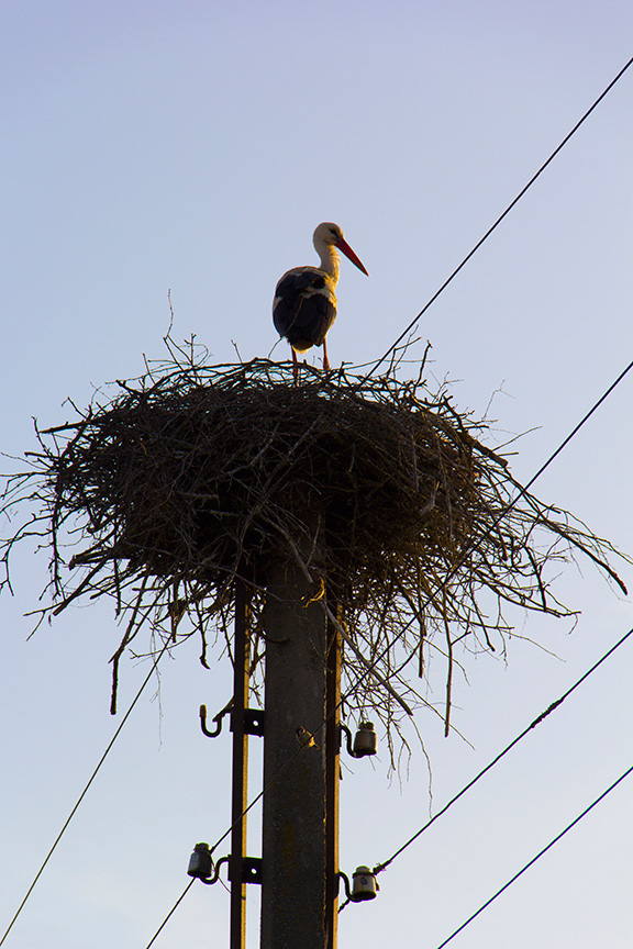 photo "Stork" tags: nature, travel, 