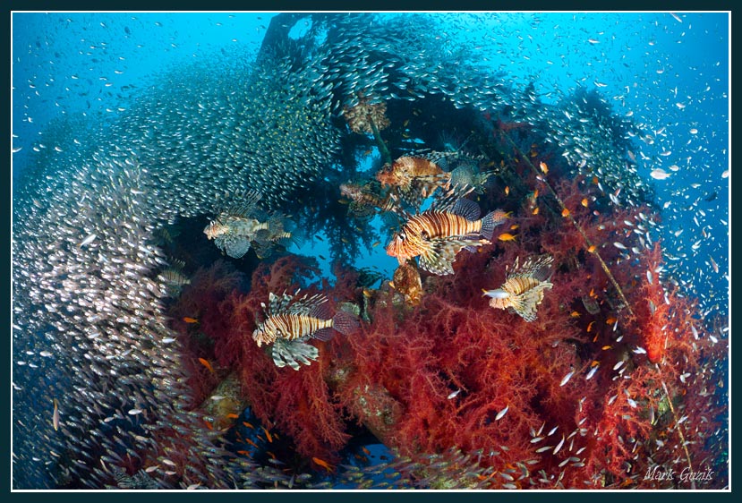 photo "Fighters" tags: underwater, 