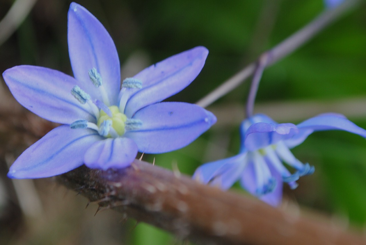 фото "Spring" метки: природа, разное, макро и крупный план, 