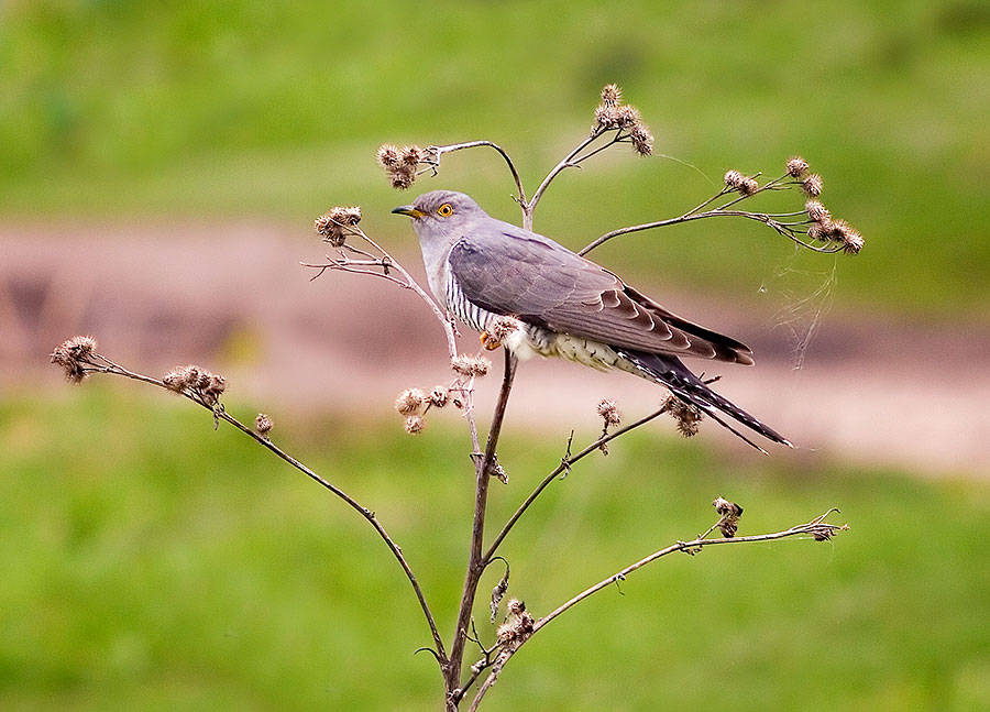 photo "***" tags: nature, 