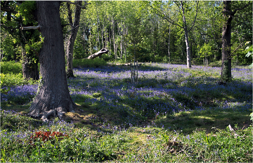 photo "Blue bells" tags: nature, flowers, forest, spring, sun, дерева