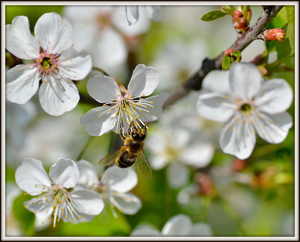 photo "***" tags: macro and close-up, 