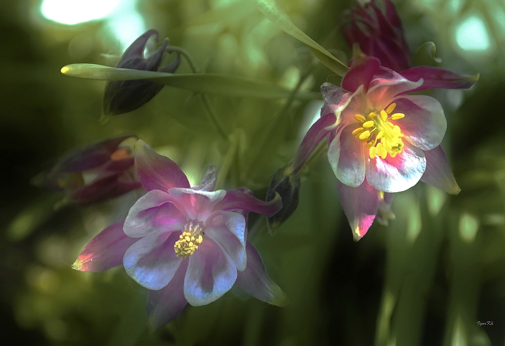 photo "***" tags: macro and close-up, 